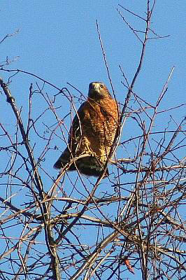 Hawk December 2008