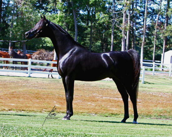 Onyx standing naturally showing his smooth body