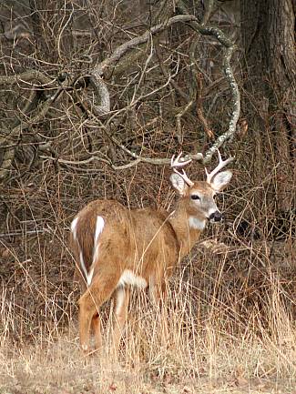 March 2008 Whitetail buck