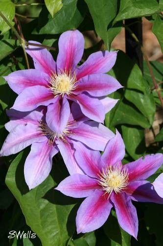 Clematis at Mary's house