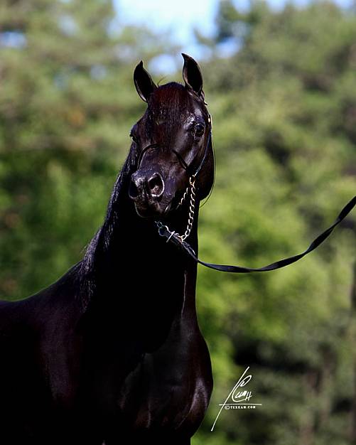 Multi-Champion stallion Thee Onyx