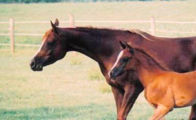 Penny with her 2003 Padrons Mahogany filly
