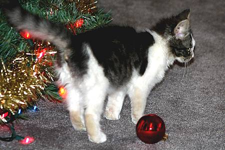 Twiggy re-arranging the Christmas tree, December 2008