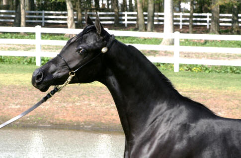 Yearling photo of the Champion filly Venuss