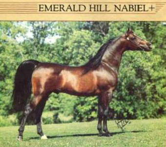 Emerald Hill Nabiel+/