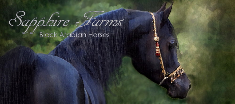 Exotic black Arabian horse